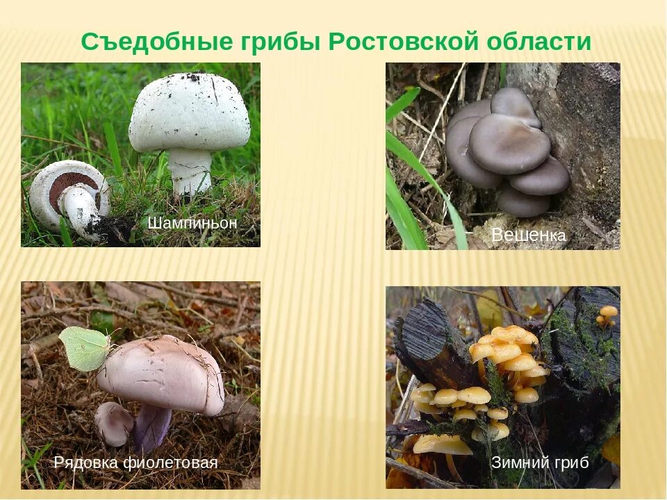 Краснокнижные грибы волгоградской области фото с названиями Несъедобные Грибы Ростовской Области Фото И Название - Karevaphoto.ru