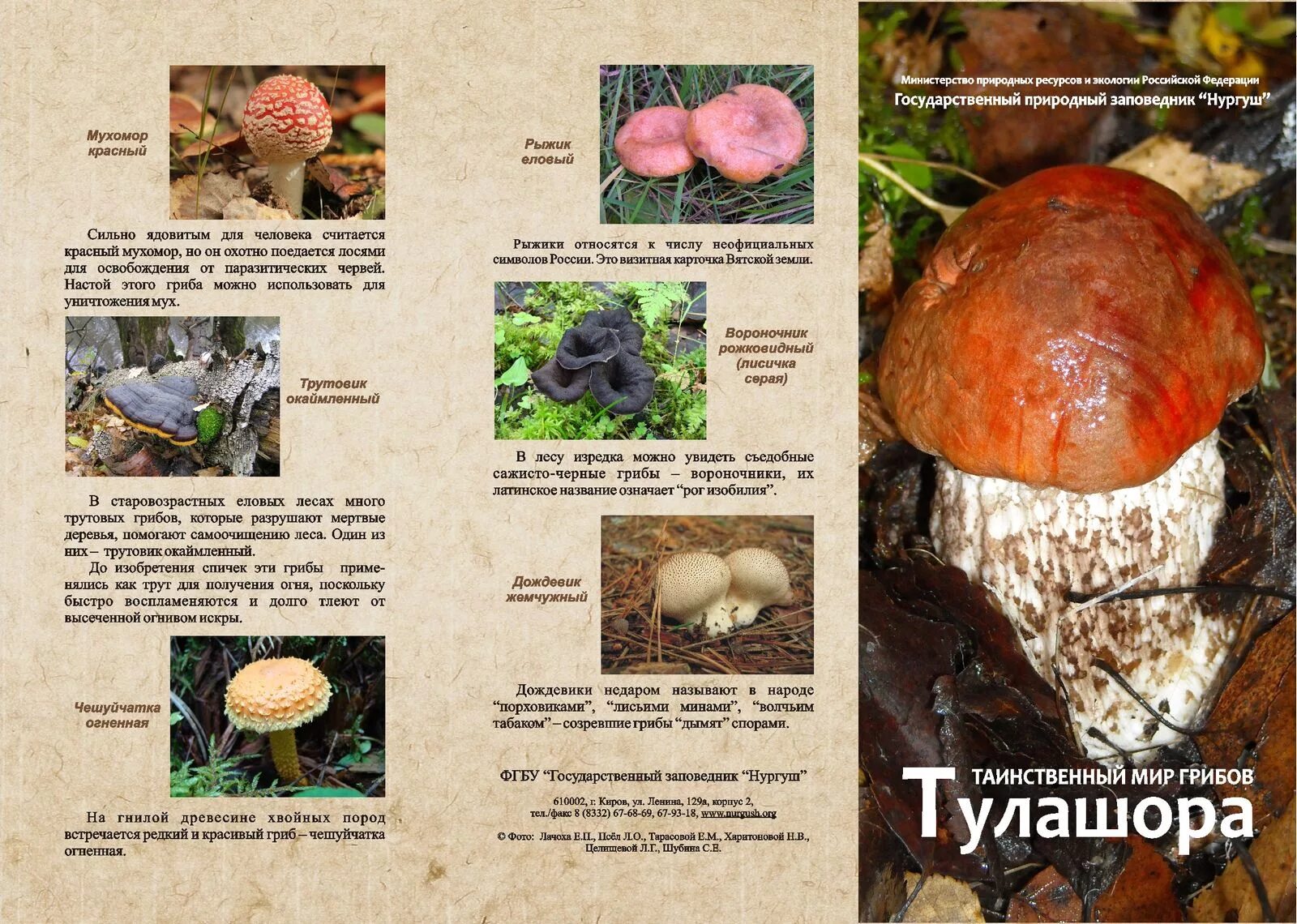 Краснокнижные грибы волгоградской области фото с названиями Таинственный мир грибов Тулашора - Заповедник "Нургуш"