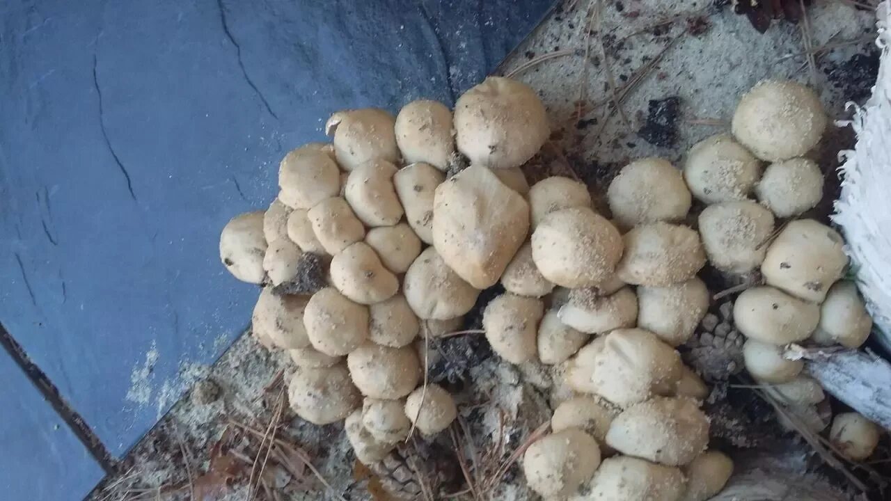 Краснокнижные грибы волгоградской области фото с названиями Опята в волгоградской области фото - ViktoriaFoto.ru
