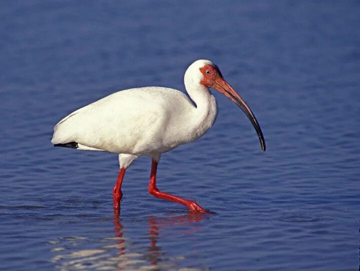 Краснокнижные птицы фото White Ibis, Charleston, South Carolina Animal spirit guides, Animal spirit guide