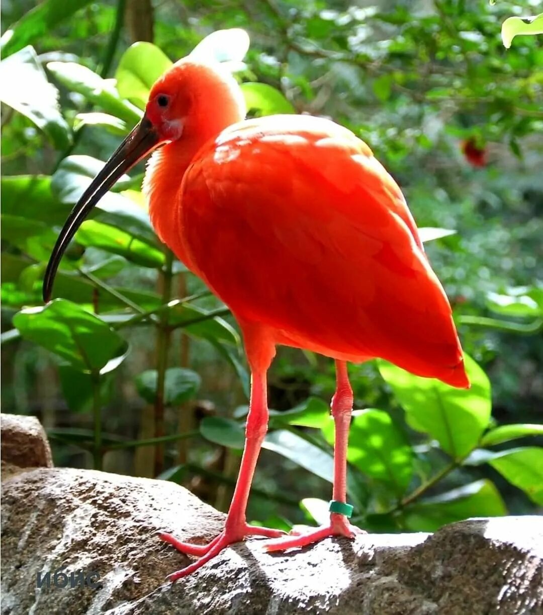 Краснокнижные птицы фото Pin on Птицы Bird, Birds