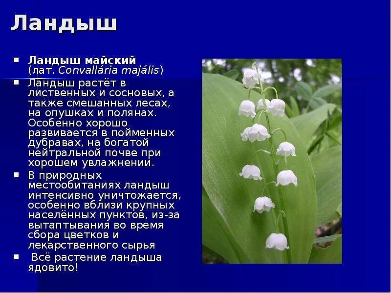 Краснокнижные растения волгоградской области фото и описание Атлас охраняемых растений Волгоградской области Выполнил: Ученик 8 класса Б Коно