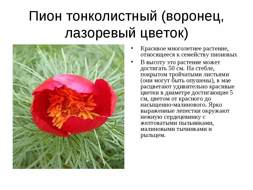 Краснокнижные растения волгоградской области фото и описание Картинки РАСТЕНИЕ ЗАНЕСЕННОЕ В КРАСНУЮ КНИГУ ОПИСАНИЕ