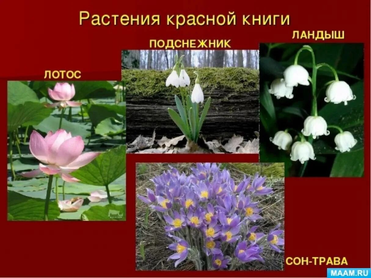 Краснокнижные растения волгоградской области фото и описание Проект "Красная книга" в старшей группе (1 фото). Воспитателям детских садов, шк