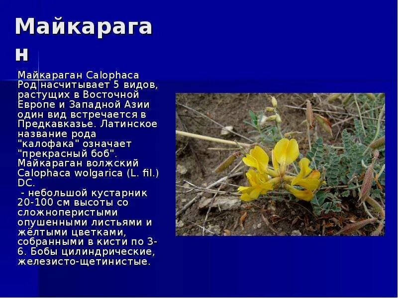 Краснокнижные растения волгоградской области фото и описание Атлас охраняемых растений Волгоградской области Выполнил: Ученик 8 класса Б Коно