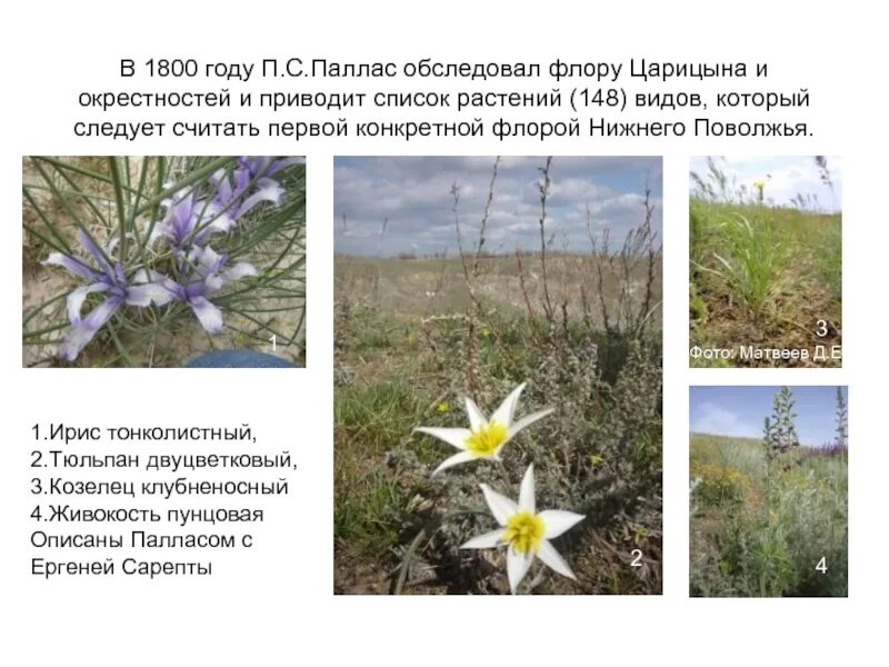 Краснокнижные растения волгоградской области фото и описание Картинки РАСТЕНИЯ КРАСНОЙ КНИГИ ВОЛГОГРАДСКОЙ
