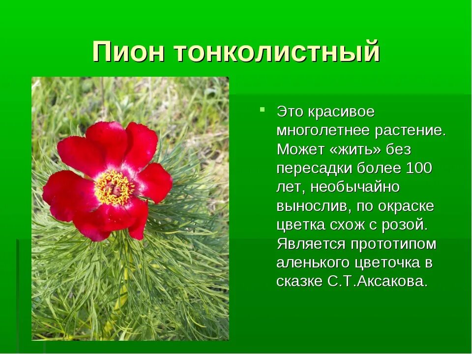 Краснокнижные растения волгоградской области фото и описание Картинки РАСТЕНИЕ ЗАНЕСЕННОЕ В КРАСНУЮ КНИГУ ОПИСАНИЕ
