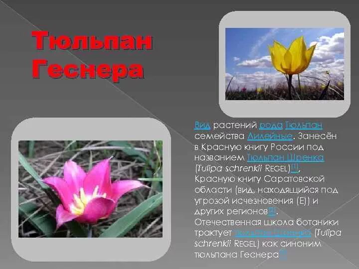 Краснокнижные растения волгоградской области фото и описание Красная книга Волгоградской области Авторы Давыдова Ильмира Сметанина