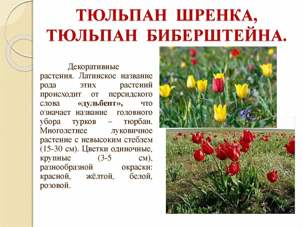 Краснокнижные растения волгоградской области фото и описание Красная Книга Воронежской области - online presentation