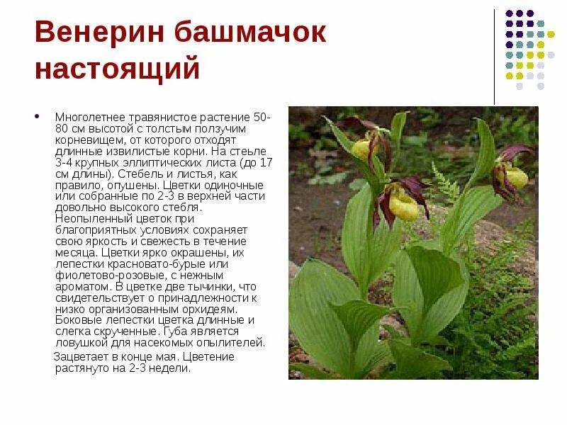 Краснокнижные растения волгоградской области фото и описание Редкие и охраняемые растения Волгоградской области Красная книга Волгоградской о