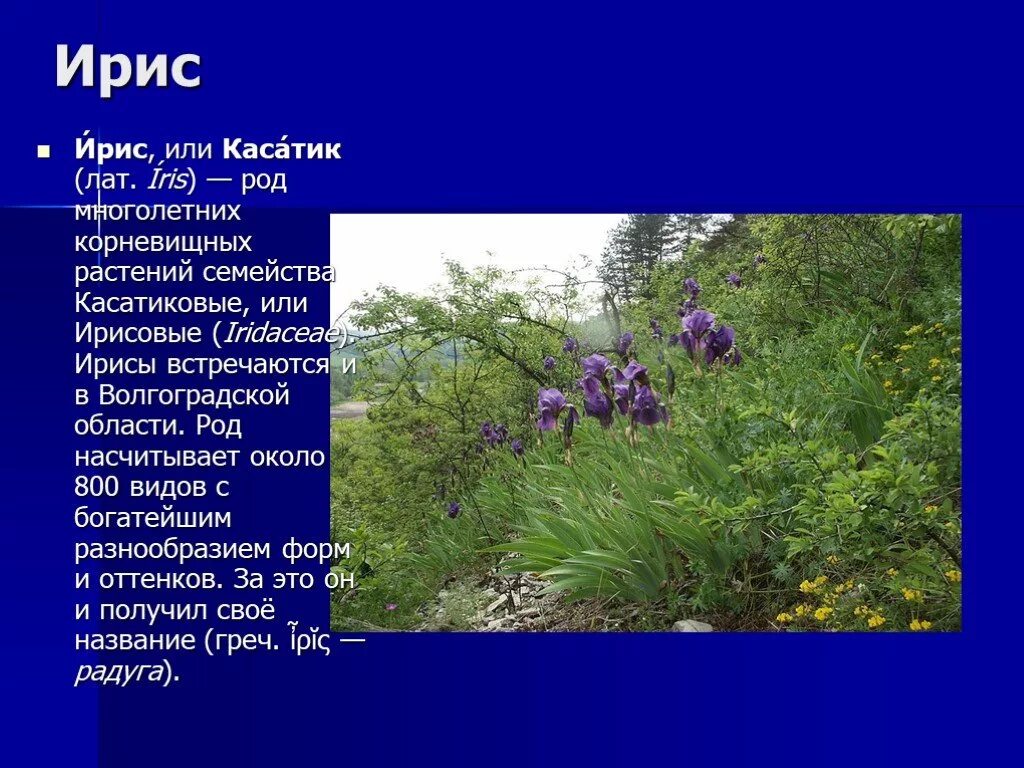 Краснокнижные растения волгоградской области фото и описание Презентация "Атлас охраняемых растений Волгоградской области" (8 класс) по окруж