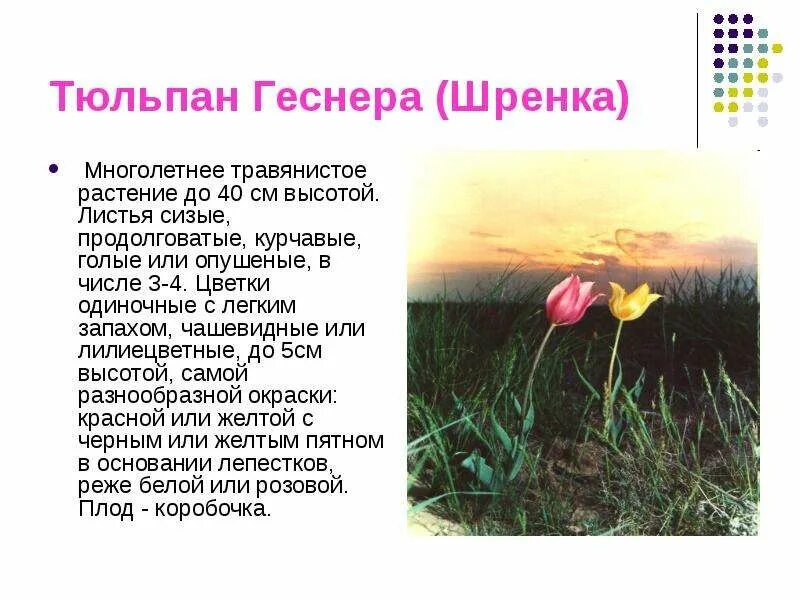Краснокнижные растения волгоградской области фото и описание Редкие и охраняемые растения Волгоградской области Красная книга Волгоградской о