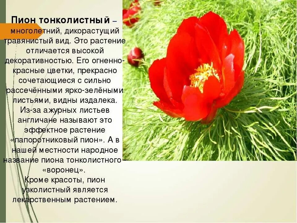 Краснокнижные растения волгоградской области фото и описание Растения занесенные в красную книгу план