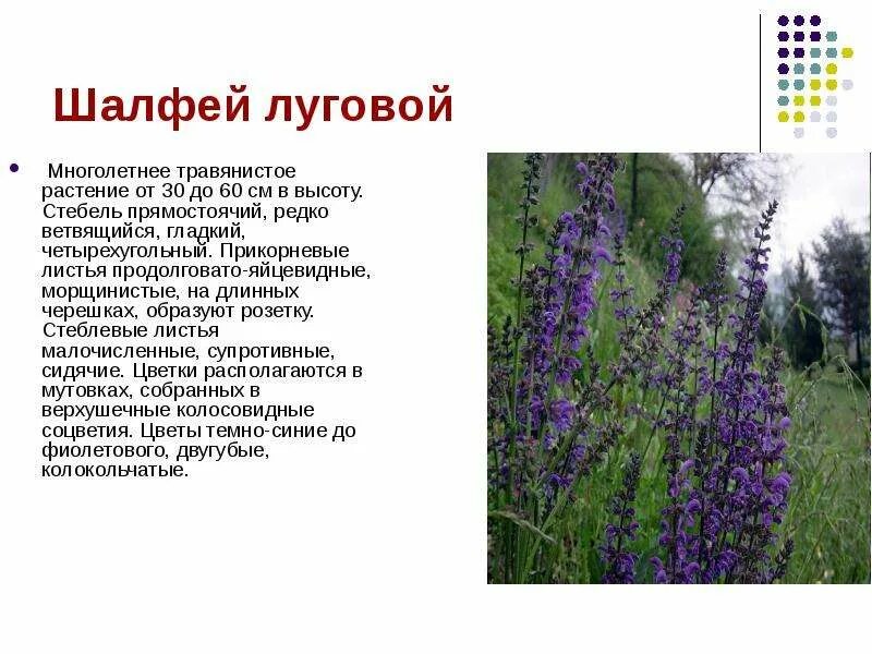 Краснокнижные растения волгоградской области фото и описание Редкие и охраняемые растения Волгоградской области Красная книга Волгоградской о