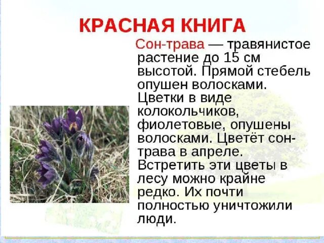 Краснокнижные растения волгоградской области фото и описание Презентация по окружающему миру "Отдельные представители растений Красной книги 