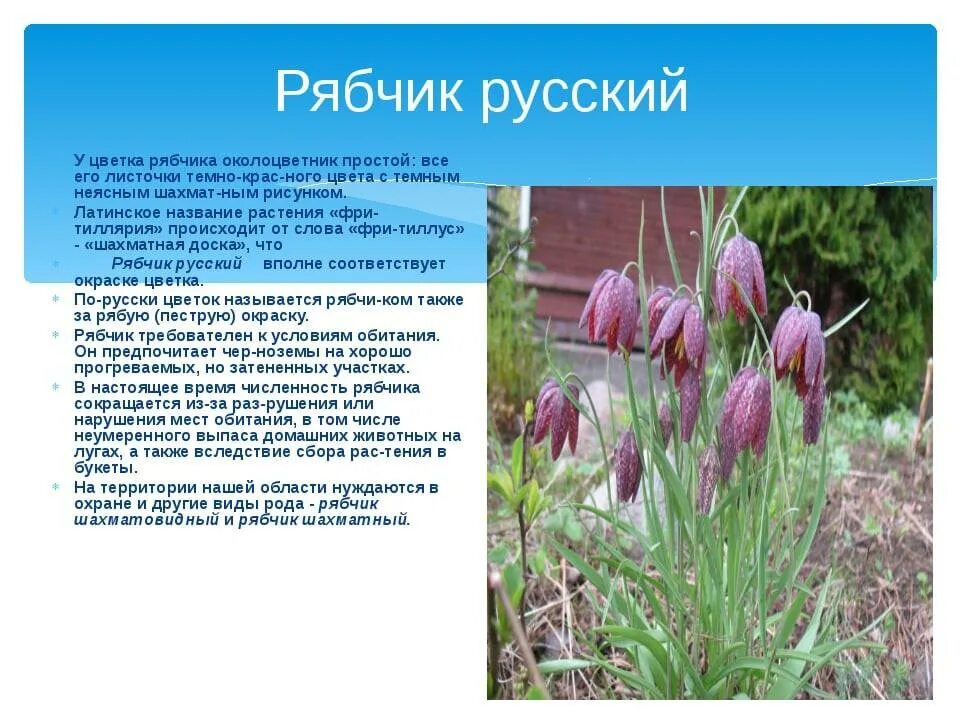 Краснокнижные растения волгоградской области фото и описание Подробное описание русского рябчика, в чем особенности цветков и их внешний вид