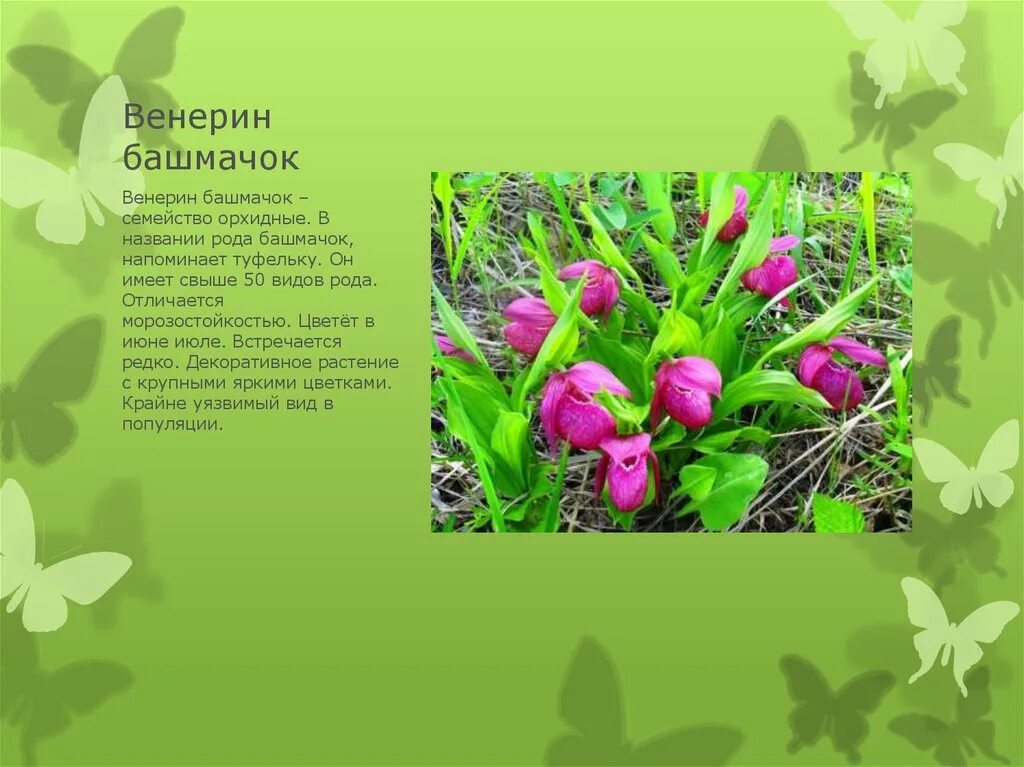 Краснокнижные растения волгоградской области фото и описание Луговые растения, занесённые в книгу Вологодской области - online presentation