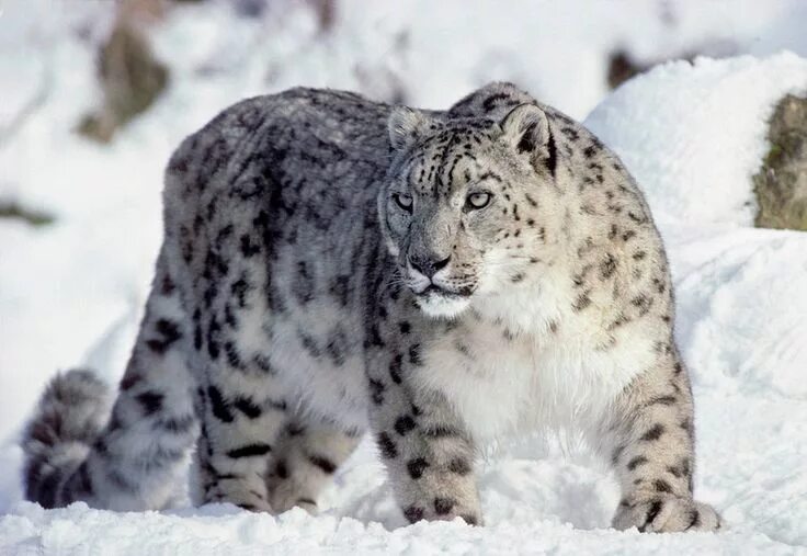 Краснокнижные россии фото Snow Leopard Snow leopard, Large cats, Leopards