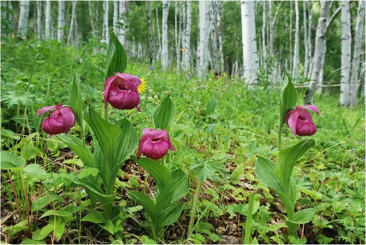 Краснокнижные россии фото В березняке - Тюменцев Владимир - ЛенсАрт.ру Plants, Picture, Garden
