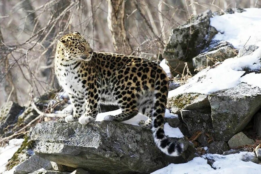 Краснокнижные животные приморского края фото с описанием Дальневосточный леопард - редкое хищное животное, исчезающее из за человеческой 