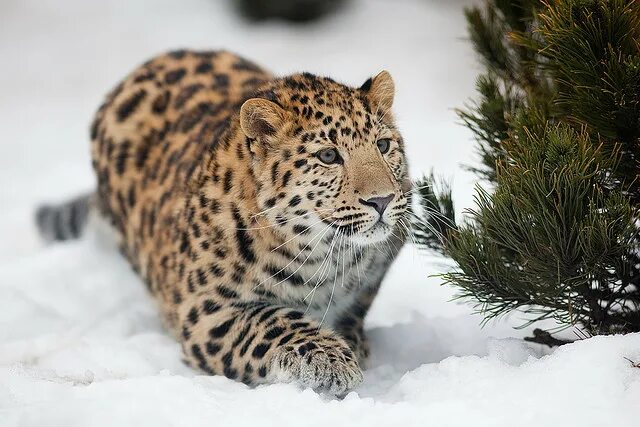 Краснокнижные животные приморского края фото с описанием В Приморском крае будет создан Центр реинтродукции дальневосточного леопарда - К