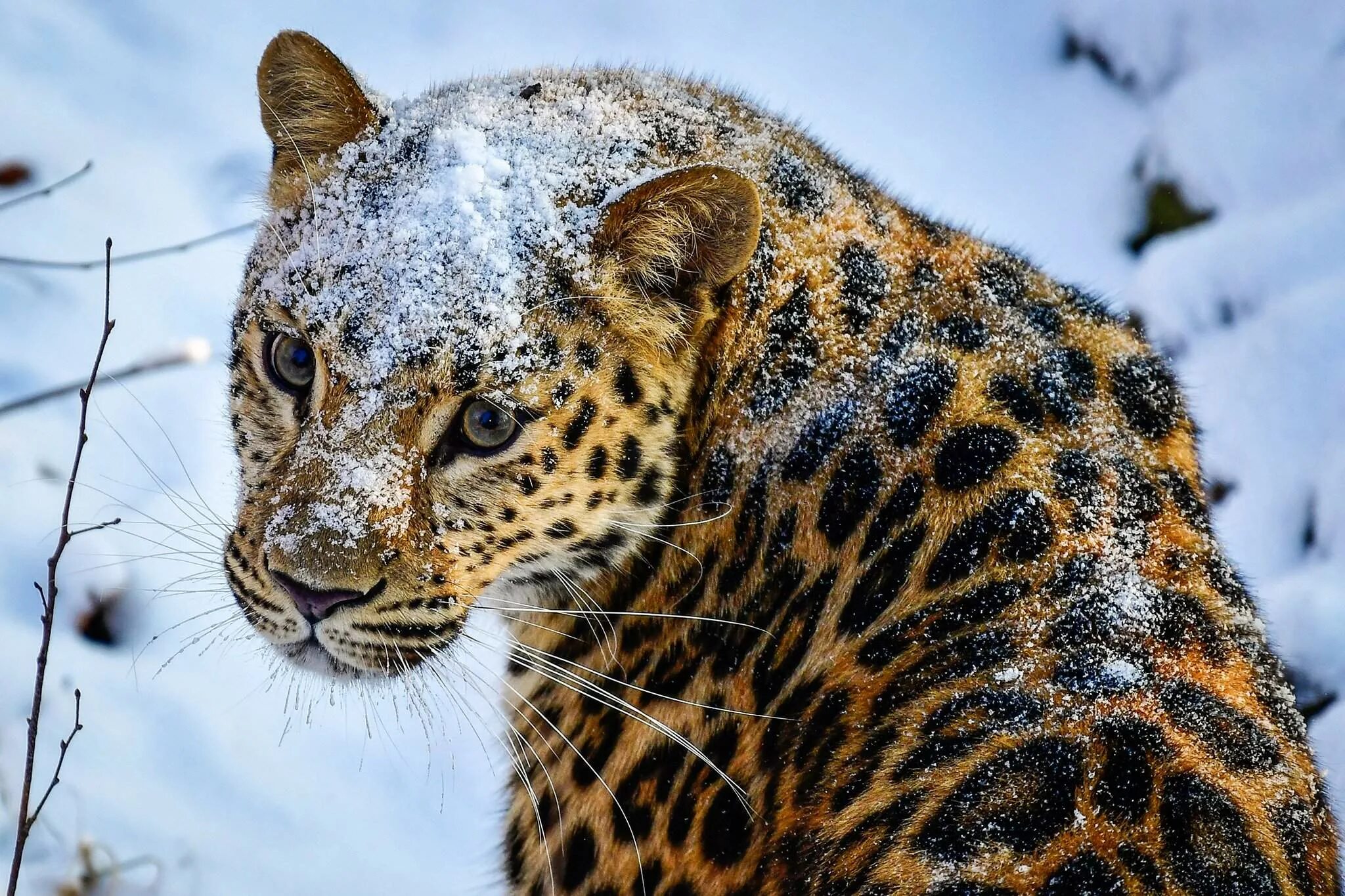 Краснокнижные животные приморского края фото с описанием Каждой твари по паре: оказавшиеся на грани исчезновения виды Фотогалереи Извести