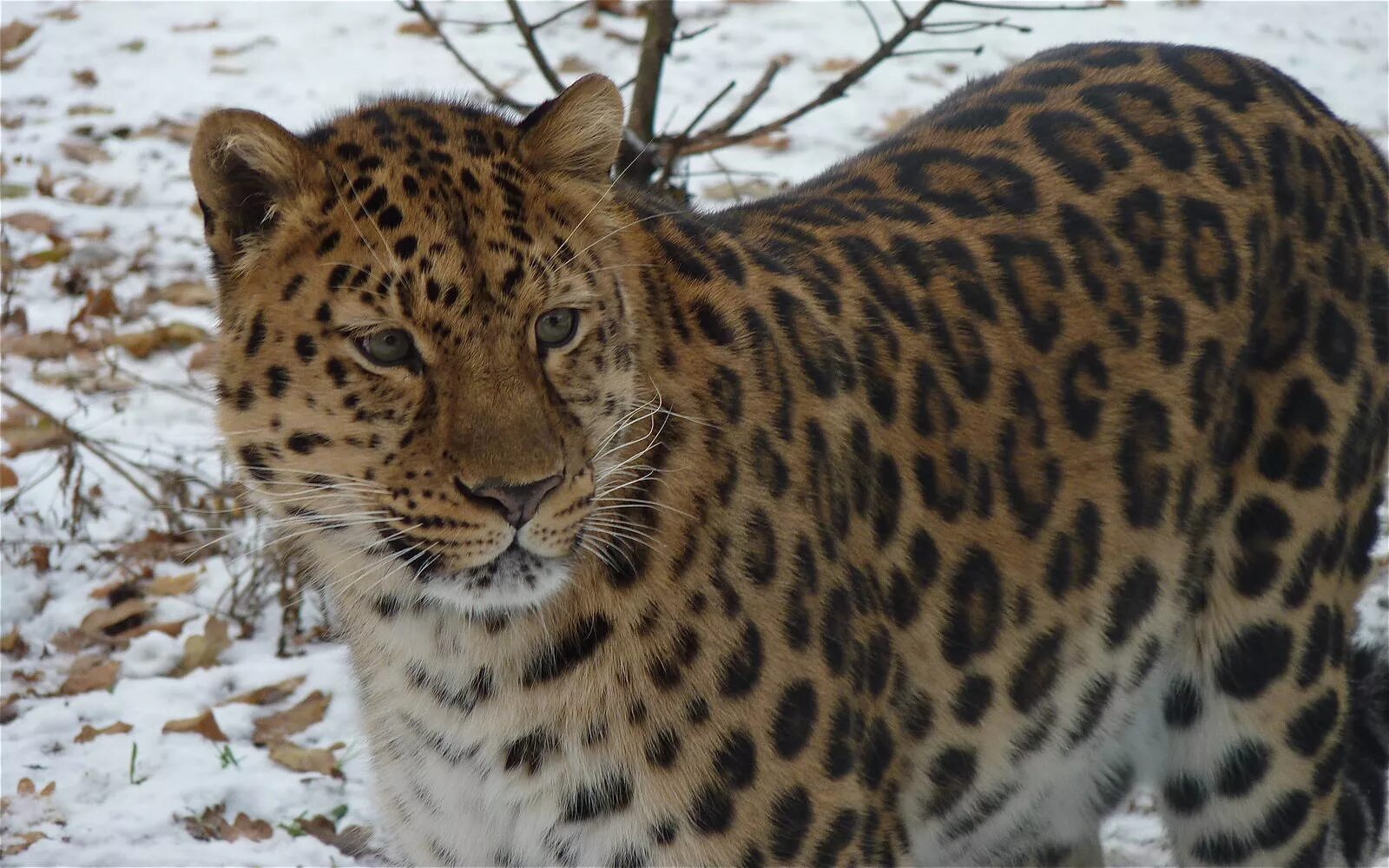 Краснокнижные животные приморского края фото с описанием Akin the Amur Leopard - ZooChat