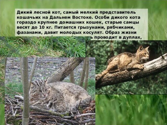 Краснокнижные животные приморского края фото с описанием Презентация "Красная книга Приморского края.
