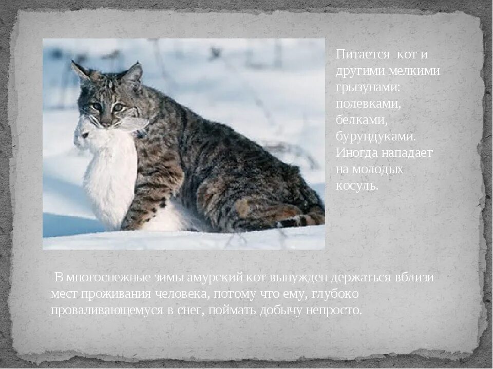 Краснокнижные животные приморского края фото с описанием Животные красной книги в приморском крае