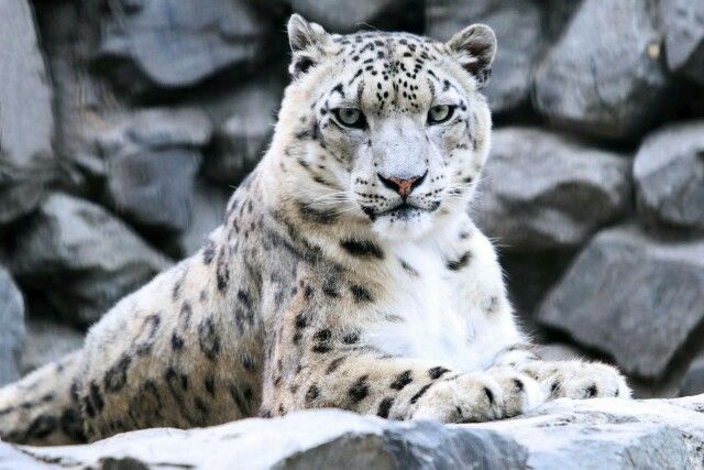 Краснокнижные животные россии фото Snowleo Zoo photos, Leopard fashion, Animals