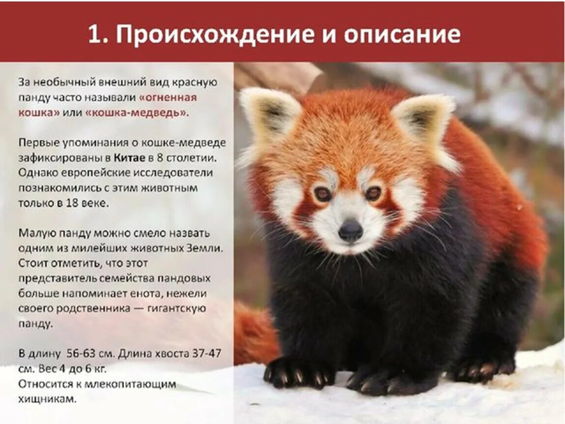 Краснокнижные животные россии картинки Презентация "Всемирный день защиты животных"