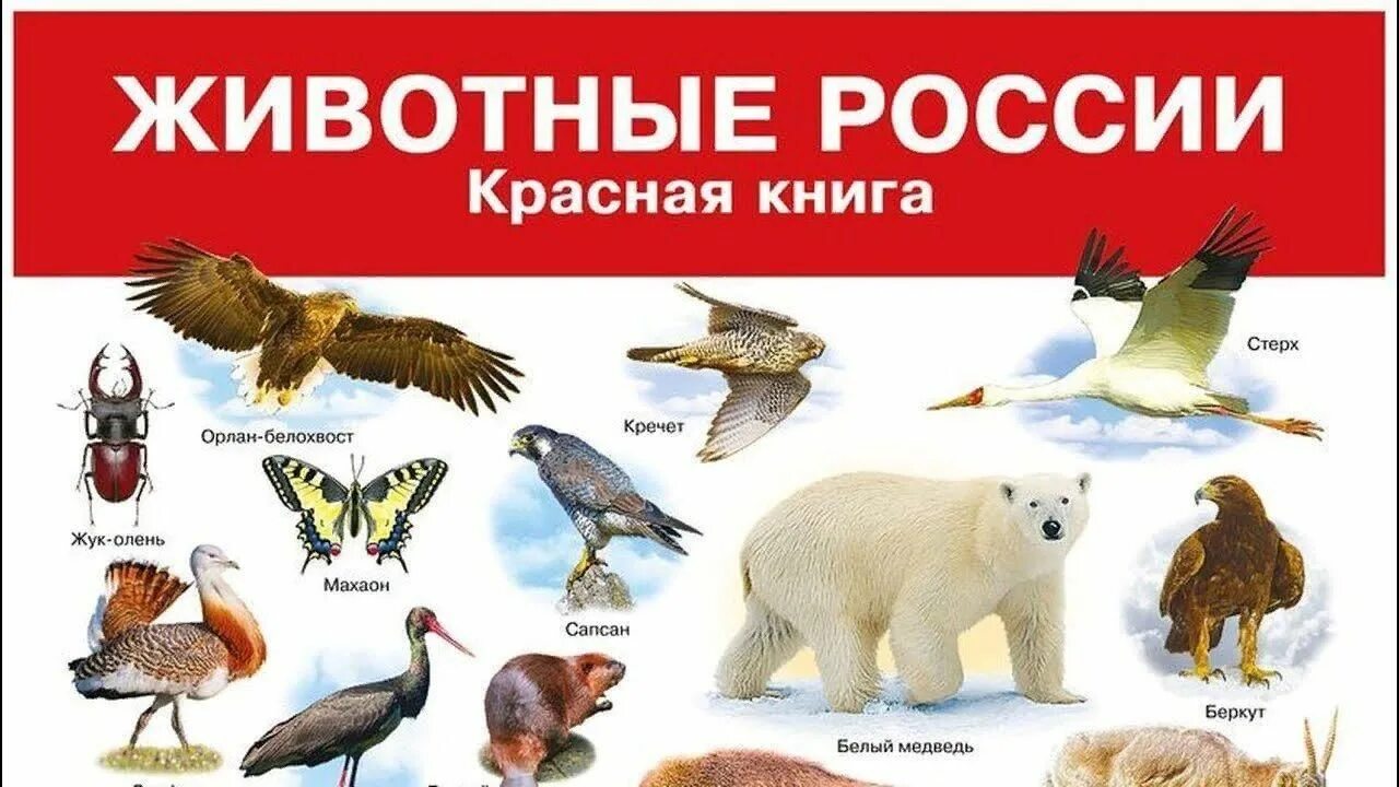 Краснокнижные животные россии картинки Познавательная беседа с подростками: "Красная книга России" 2022, Петушинский ра