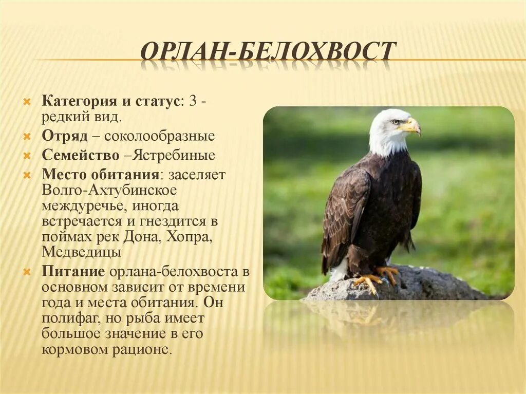 Краснокнижные животные волгоградской области фото и описание Какой орел занесен в красную книгу