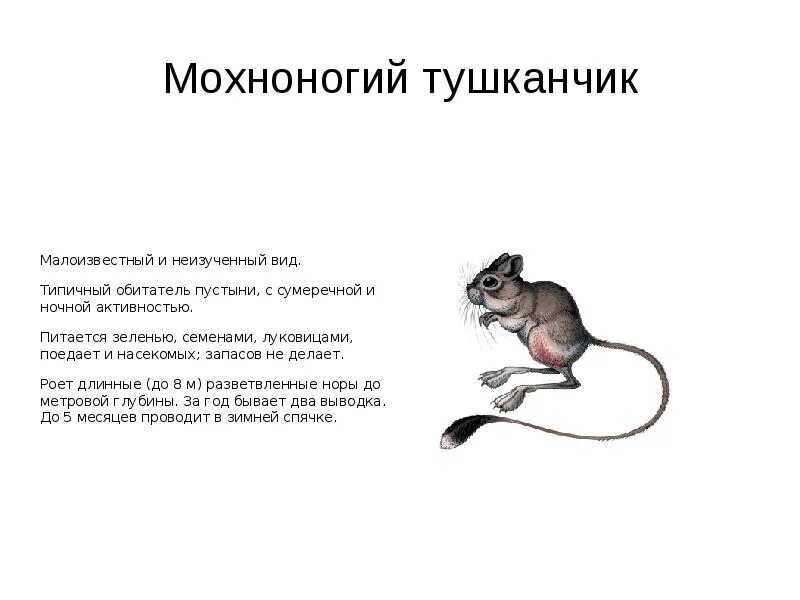 Краснокнижные животные волгоградской области фото и описание Красная книга волгоградской области