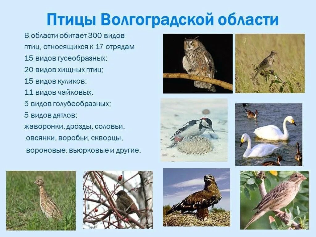 Краснокнижные животные волгоградской области фото и описание Птицы Волгоградской области - Фото, названия, описание