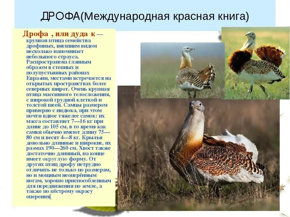 Краснокнижные животные волгоградской области фото и описание Картинки В СТЕПИ ВСТРЕЧАЕТСЯ ДРОФА