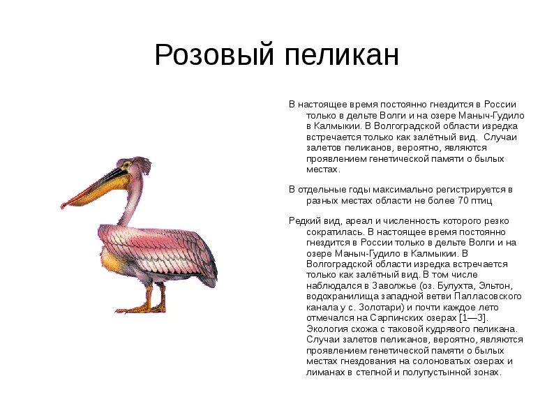 Краснокнижные животные волгоградской области фото и описание Красная книга Волгоградской области - презентация (животные)