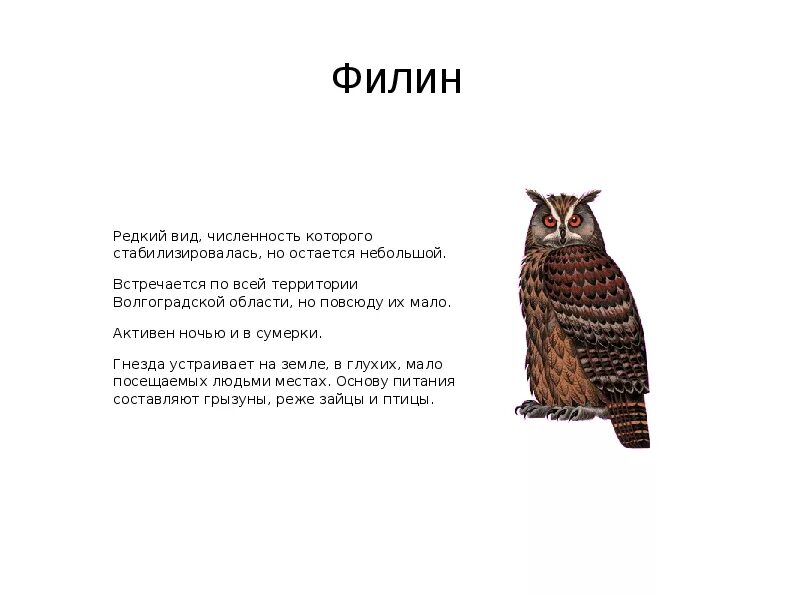 Краснокнижные животные волгоградской области фото и описание Красная книга Волгоградской области - презентация (животные)
