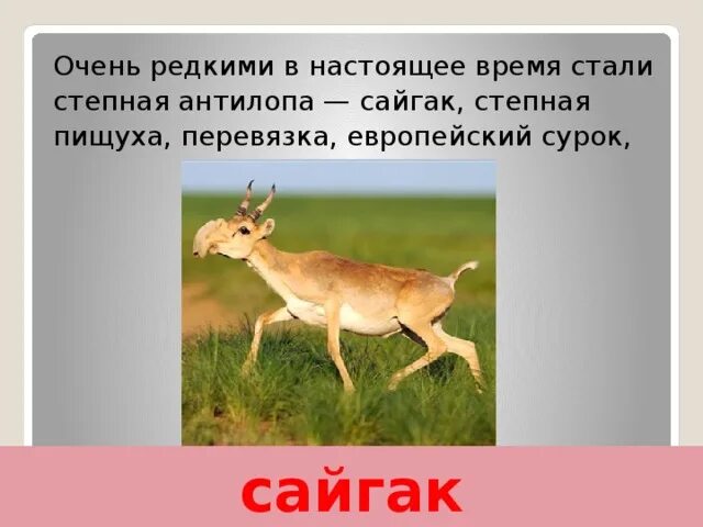 Краснокнижные животные волгоградской области фото и описание Животный мир Волгоградской области