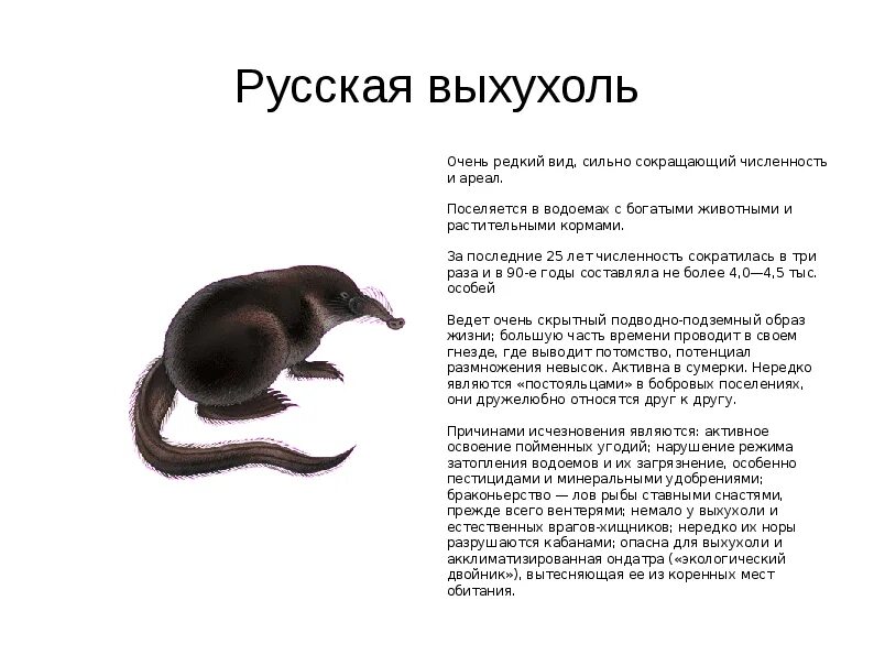 Краснокнижные животные волгоградской области фото и описание Красная книга Волгоградской области - презентация (животные)