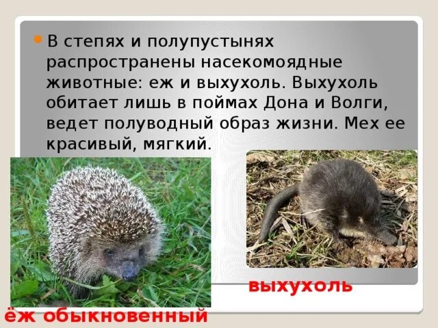 Краснокнижные животные волгоградской области фото и описание Животный мир Волгоградской области