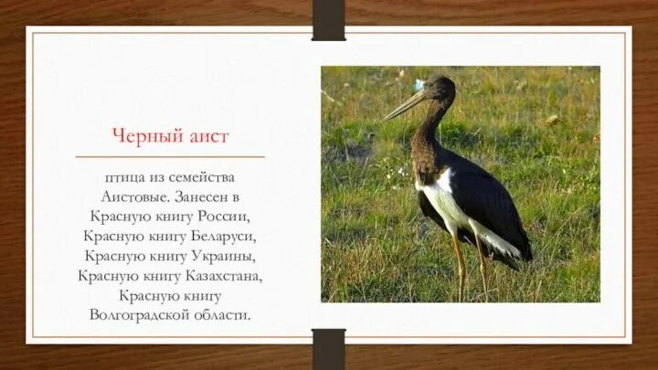Краснокнижные животные волгоградской области фото и описание Животные волгоградской области занесенные в красную книгу фото - ViktoriaFoto.ru