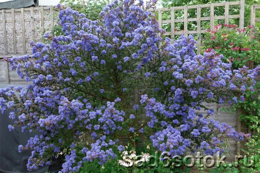 Краснокоренник фото и описание кустарника Краснокоренник - декоративный кустарник Blue flowering shrubs, Flowering shrubs,