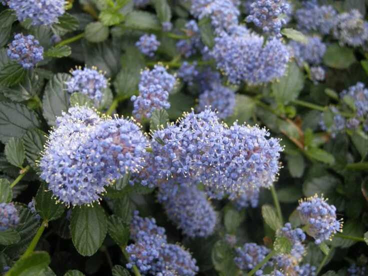 Краснокоренник фото и описание кустарника Ceanothus thyrsiflorus var. repens Bodembedekker, Groenblijvende struiken, Buite