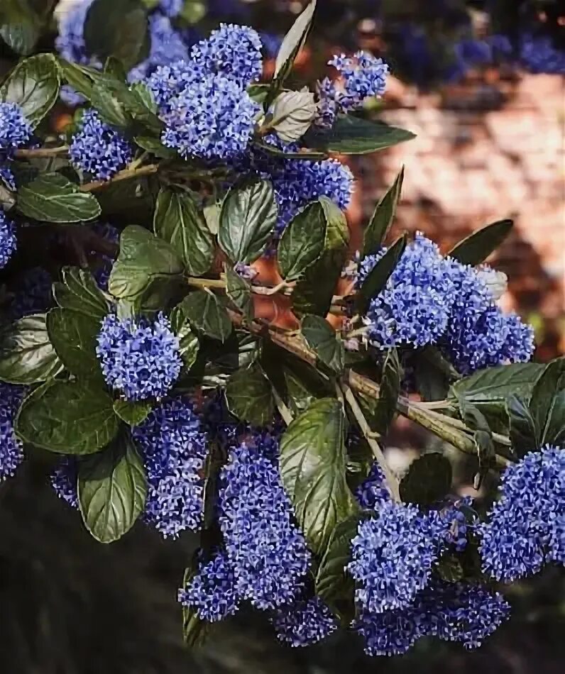 Краснокоренник фото и описание кустарника California Lilac Tree. How to Grow Ceanothus. By The Gardener's Network