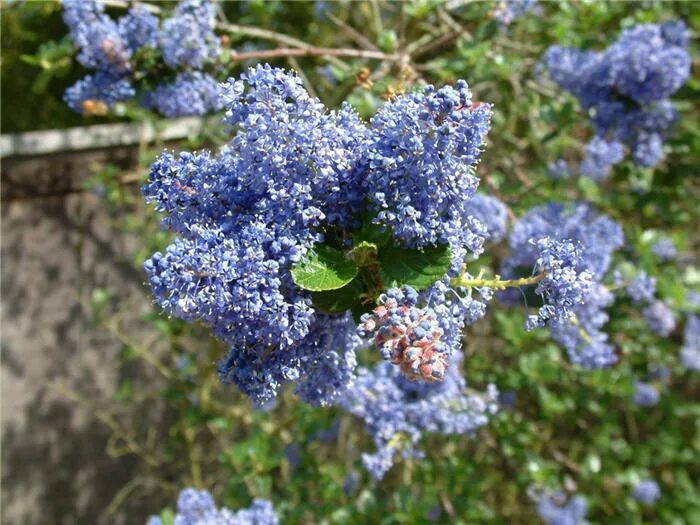 Краснокоренник фото и описание кустарника Ceanothus thyrsiflorus 'Skylark'