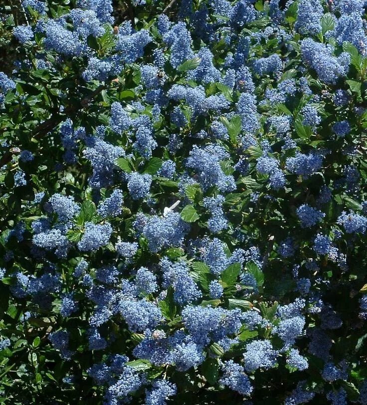 Краснокоренник фото и описание кустарника Ceanothus Ray Hartman, Mountain Lilac Habitat garden, Native garden, Drought res