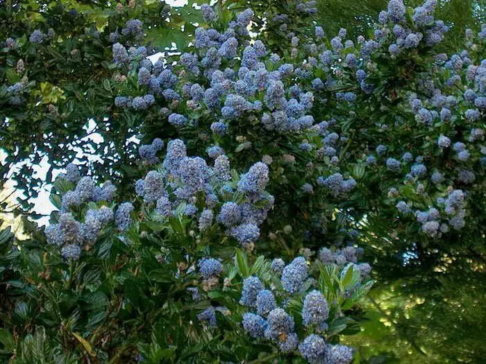 Краснокоренник фото и описание кустарника California Lilac again. Such a pretty shrub. I want some! California lilac, Plan