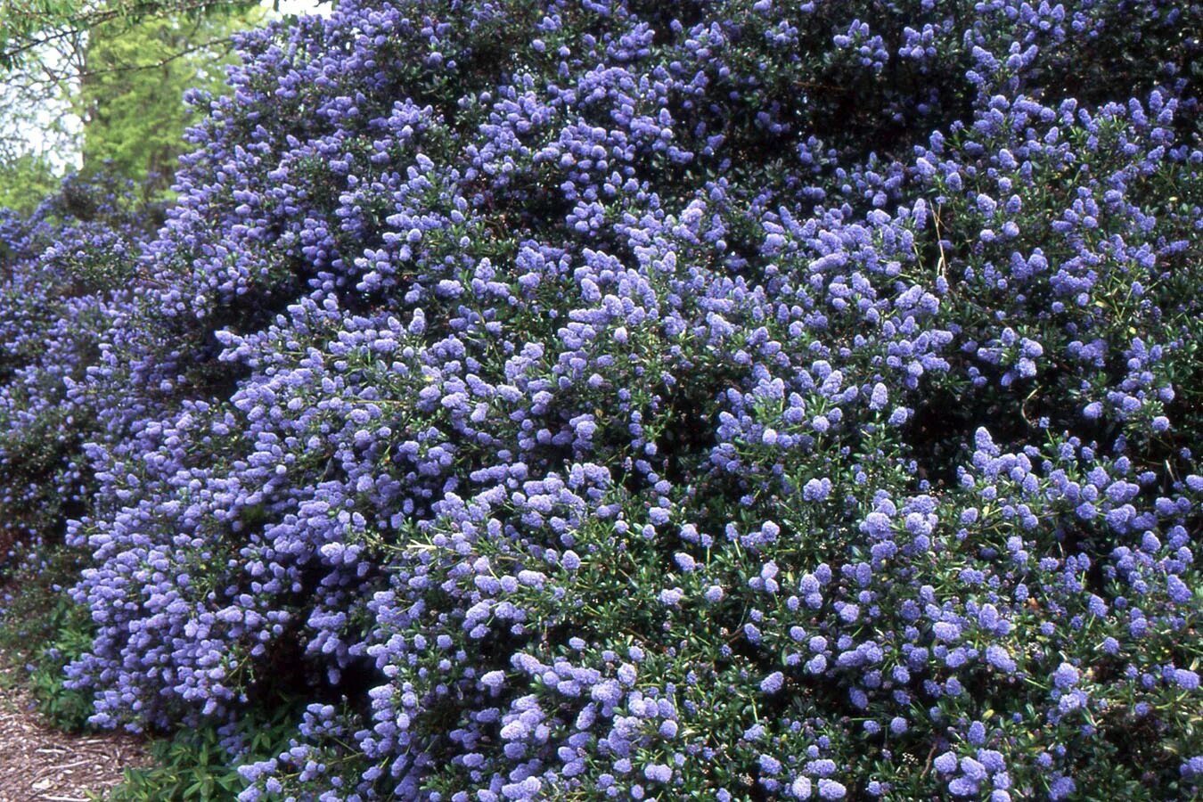 Краснокоренник фото и описание кустарника Ceanothus thyrsiflorus Landscape Plants Oregon State University