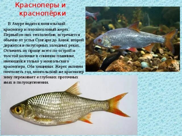 Красноперка рыба где водится фото и описание Презентация к уроку по окружающему миру "Рыбы Амура"